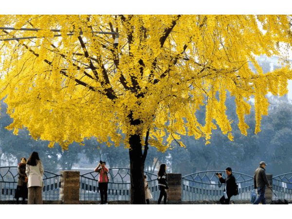 邁世視野：成都環衛工拋銀杏葉視頻意外走紅，快樂原來如此簡單